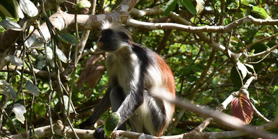 3 days zanzibar beach holiday tour - Photo 3