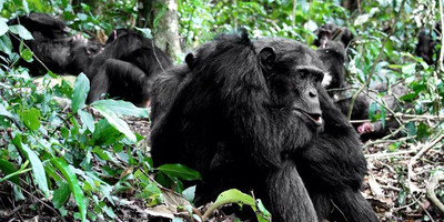 14 days best of uganda safari - Photo 1