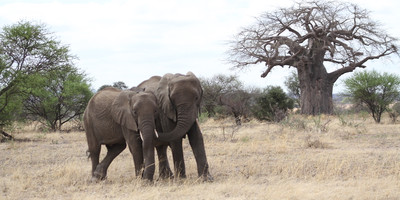 2 days tanzania private safari - tarangire & ngorongoro tanzania private safari - Photo 3