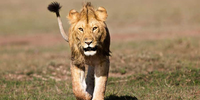9 days serengeti great migration safari packages - Photo 6