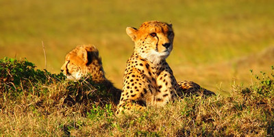 3 days samburu budget camping tour safari - Photo 1