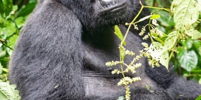 3 days gorilla trekking in rwanda - Photo 5