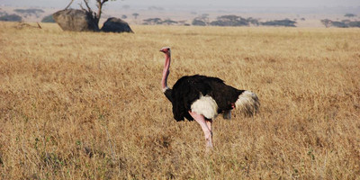 3 days safari tarangire, ngorongoro crater and lake manyara - Photo 9