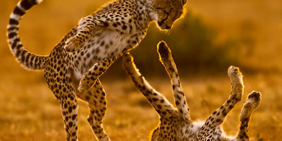 Tanzania bush to beach safari adventure - Photo 4