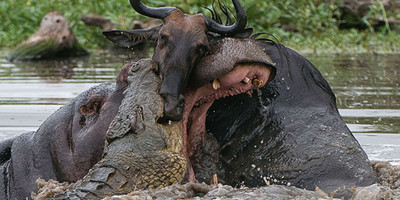 Mount kenya trek and classic safari adventure - Photo 12