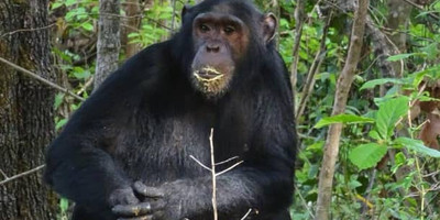 3 days gombe chimpanzee tracking safari - Photo 1
