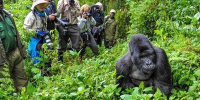 3 day gorilla trekking safari - Photo 3