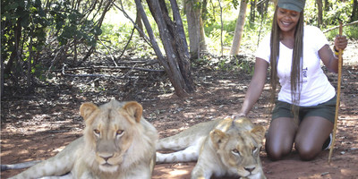 Cheetah and lion interaction - mukuni big 5 - Photo 4