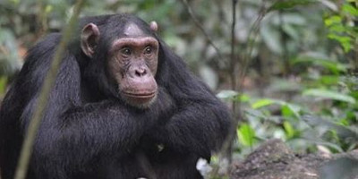 9-day rwanda gorilla, chimpanzee and wildlife safari - Photo 1