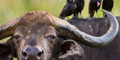 Discover kenya’s wild side: 5-day samburu, ol pejeta & aberdares tour - Photo 3