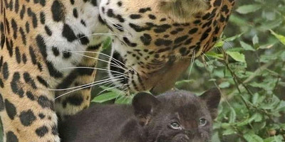 4 days tanzania safari arusha national park, manyara national park, tarangire national park & ngorongoro crater - Photo 1