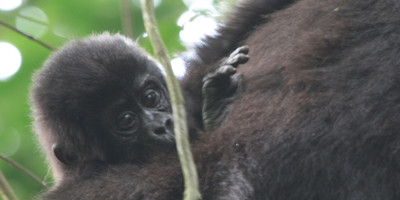 A 15 days wild life and gorilla tracking safari - Photo 1