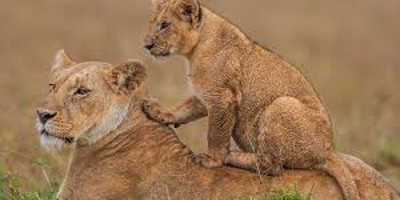  4 days great wildebeest migration safari maasai mara - Photo 3