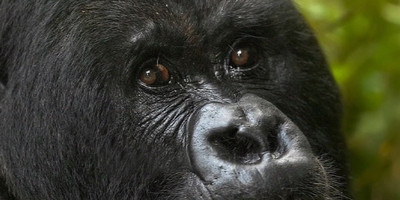 Rwanda gorillas & golden monkeys – 5 days - Photo 2