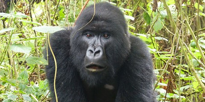 3 days gorilla trekking in bwindi national park - Photo 7
