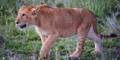 3 days tarangire national park, ngorongoro crater & lake manyara - Photo 4