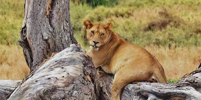 5 days northern tanzania big 5 safari - Photo 1