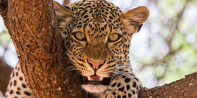 3 days masai mara budget safari - Photo 4