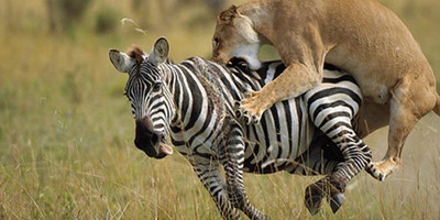 3 day flying package to samburu national reserve - Photo 3