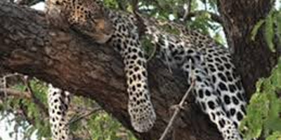 8 days masai mara wildebeest migration safari adventures - Photo 4