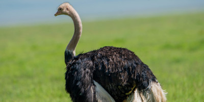 Best 2 day safari from zanzibar - Photo 1