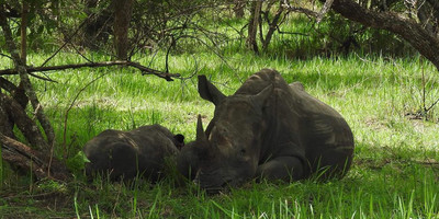 3 days murchision falls national park safari - Photo 1