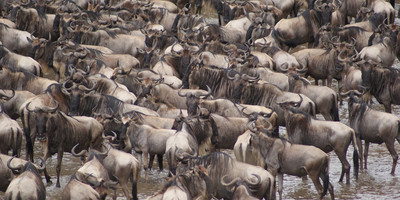 7 Day Great Migration Classic Tanzanian Safari - Photo 4
