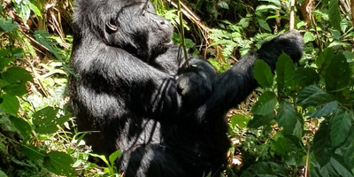 3 Days Gorilla Trekking Bwindi Uganda - Photo 3