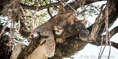 Big cat safari kenya &tanzania - Photo 6