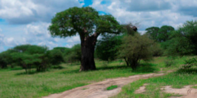  two 2 days mid-range tarangire, ngorongoro crater - Photo 1