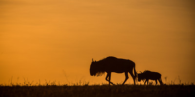 Masai Mara Wildlife Safari Kenya - Photo 3