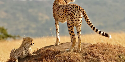 Migration & zanzibar holiday | 11 days - Photo 2