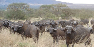 3 days masai mara wildebeest migration safari tours - Photo 4