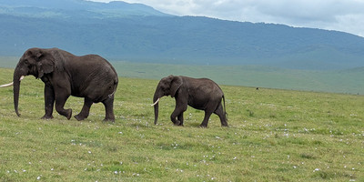 2 days tanzania sharing safari - Photo 1