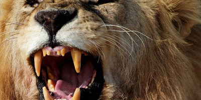 4 day luxury tented camps safari - Photo 1