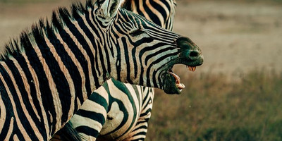 2 days last-minute safari to tarangire and ngorongoro - Photo 8