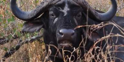 Discover kenya’s wild side: 5-day safari in samburu, nakuru & masai mara - Photo 1