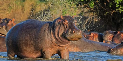 Best of kenya in 5 days: masai mara, lake nakuru & naivasha safari experience - Photo 1