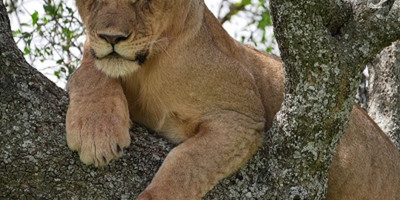 6 day murchison falls & lake mburo adventure - Photo 5