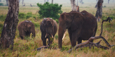 5 days tarangire, serengeti, ngorongoro crater and lake manyara national park - Photo 1