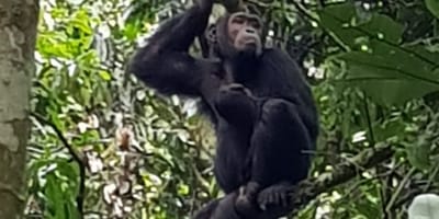 5 Days Gorilla and Chimpanzee Trekking Uganda - Photo 8