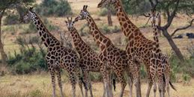 15 days of mara (kenya),uganda and rwanda - Photo 1