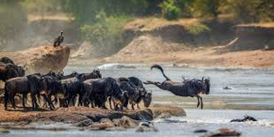 4 days join-in group safari from zanzibar - Photo 9