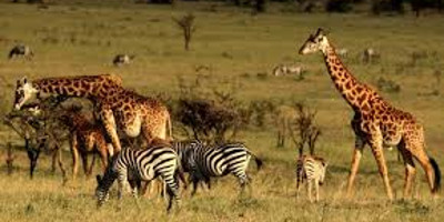 10 days guided wildebeest great migration safari holiday - Photo 2