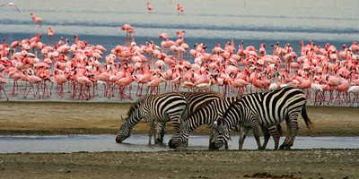 5 days living among the lions of serengeti-by sassabi expeditions - Photo 2
