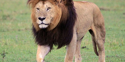Discover kenya’s wild side: 5-day safari in samburu, nakuru & masai mara - Photo 2