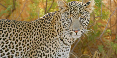 Maasai mara express - Photo 1