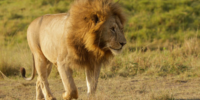 3 days masai mara safari - Photo 4