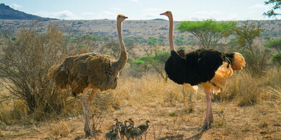 4-day amboseli, tsavo west & tsavo east safari adventure - Photo 8
