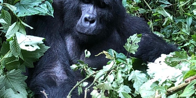 3 Days Gorilla Trekking Bwindi Uganda - Photo 2